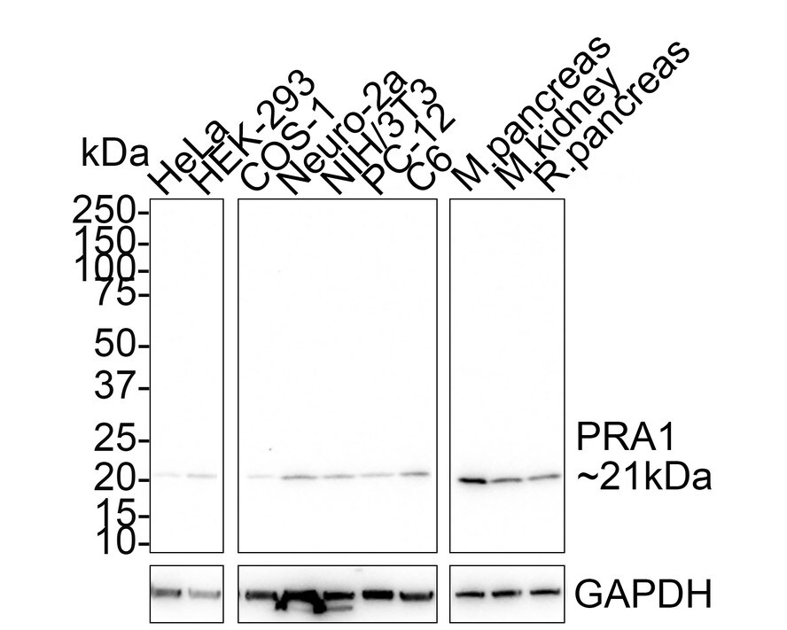 PRA1 Antibody (PSH01-96) Western Blot: PRA1 Antibody (PSH01-96) [NBP3-32849]