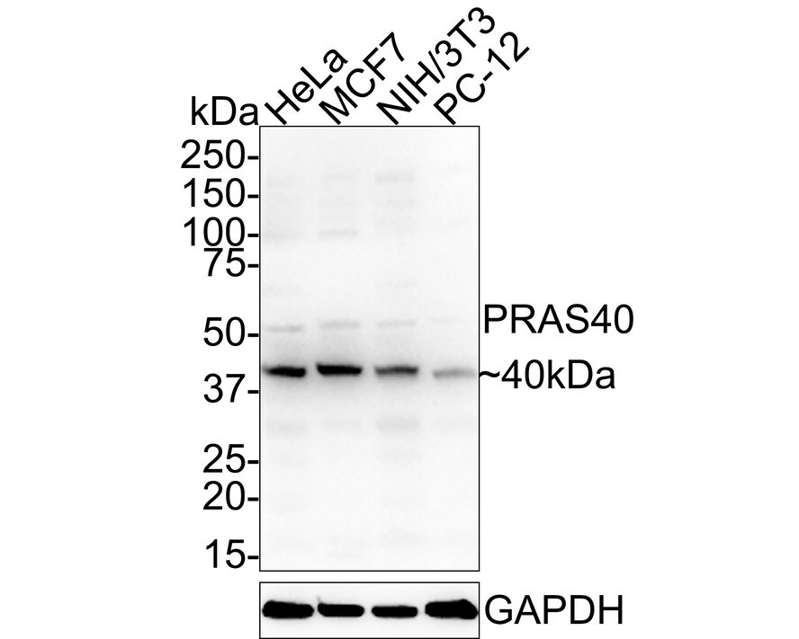 PRAS40 Antibody (JE30-60) Western Blot: PRAS40 Antibody (JE30-60) [NBP3-32850]