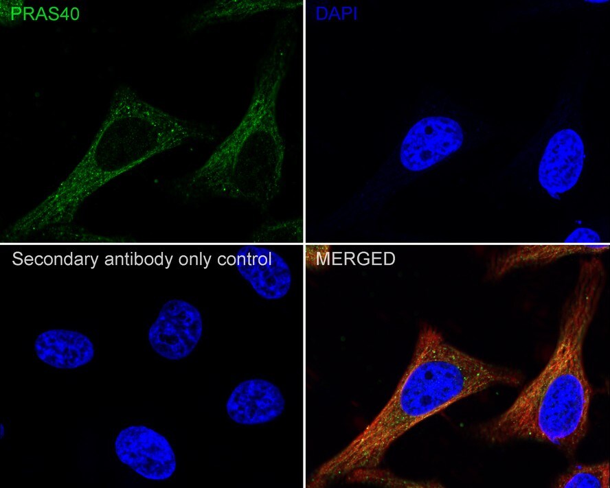 PRAS40 Antibody (JE30-60)