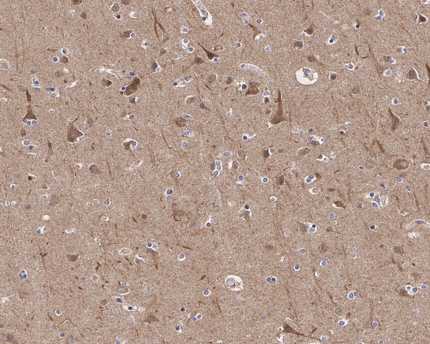 PRAS40 Antibody (JE30-60)