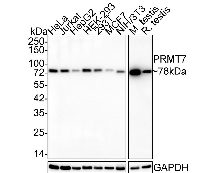 PRMT7 Antibody (JE64-78) Western Blot: PRMT7 Antibody (JE64-78) [NBP3-32855]