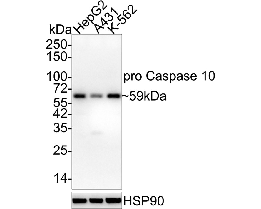 Caspase-10/FLICE2 Antibody (JE59-42) - Pro Western Blot: Caspase-10/FLICE2 Antibody (JE59-42) - Pro [NBP3-32856]