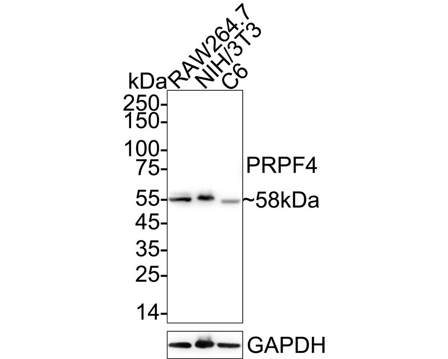 PRPF4 Antibody (JE65-37) Western Blot: PRPF4 Antibody (JE65-37) [NBP3-32858]