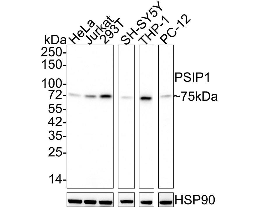 LEDGF Antibody (PSH02-55)