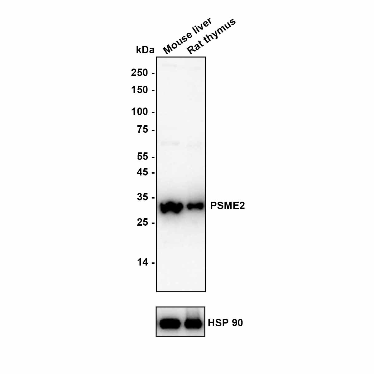PA28 Activator beta Subunit/PSME2 Antibody (PSH0-10) Western Blot: PA28 Activator beta Subunit/PSME2 Antibody (PSH0-10) [NBP3-32868]