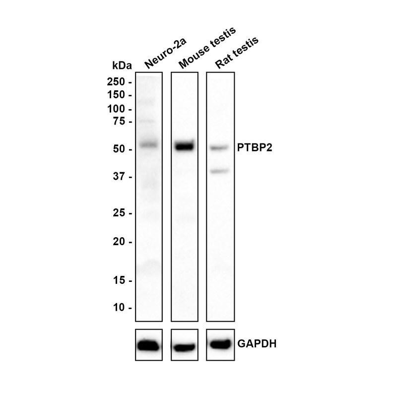 PTBP2 Antibody (JE66-55) Western Blot: PTBP2 Antibody (JE66-55) [NBP3-32871]