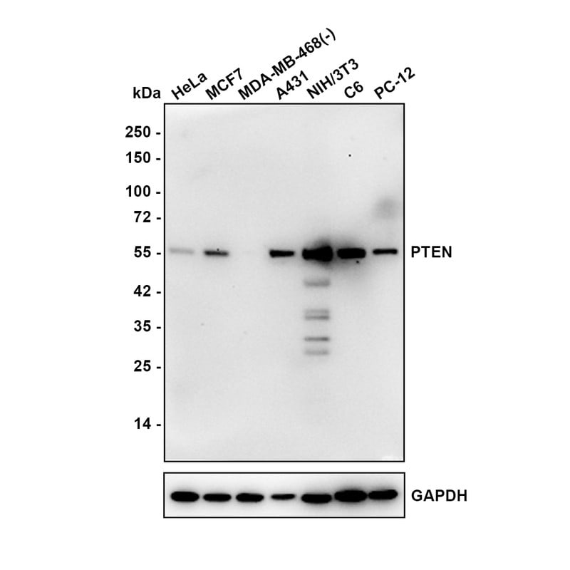PTEN Antibody (JE51-96) Western Blot: PTEN Antibody (JE51-96) [NBP3-32873]