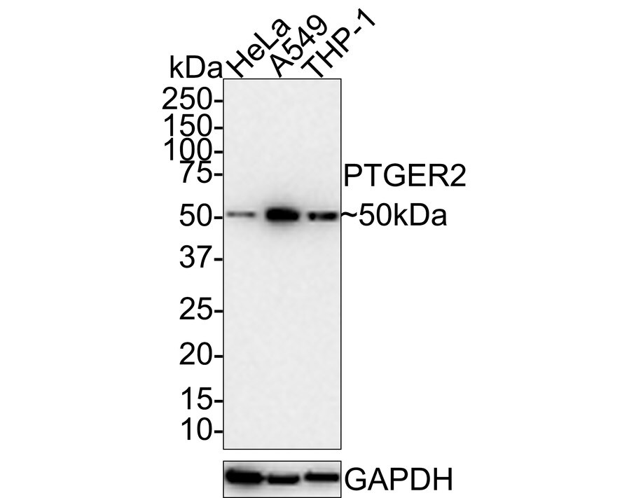 PTGER2 Antibody (JE30-72) Western Blot: PTGER2 Antibody (JE30-72) [NBP3-32874]