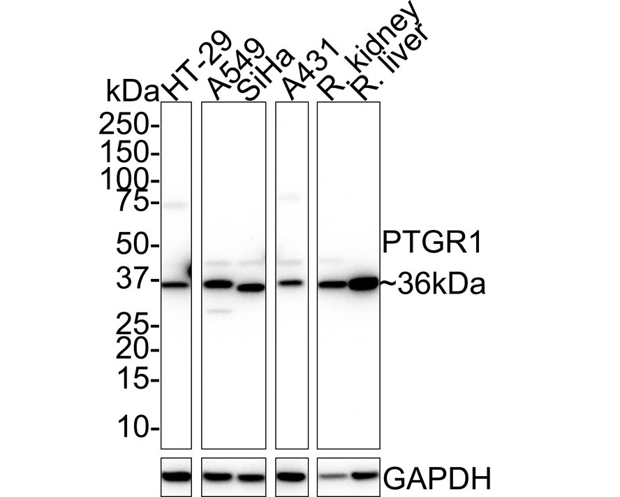 PGR1 Antibody (PSH02-12) Western Blot: PGR1 Antibody (PSH02-12) [NBP3-32875]