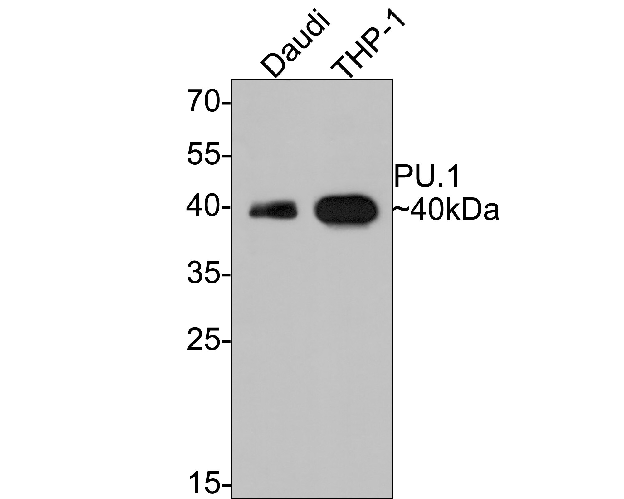 PU.1/Spi-1 Antibody (PD00-14) Western Blot: PU.1/Spi-1 Antibody (PD00-14) [NBP3-32878]