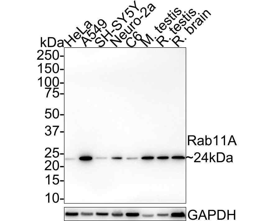 Rab11A Antibody (JE42-00) Western Blot: Rab11A Antibody (JE42-00) [NBP3-32883]