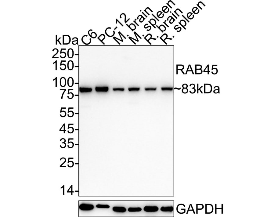 RASEF Antibody (JE65-33) Western Blot: RASEF Antibody (JE65-33) [NBP3-32886]