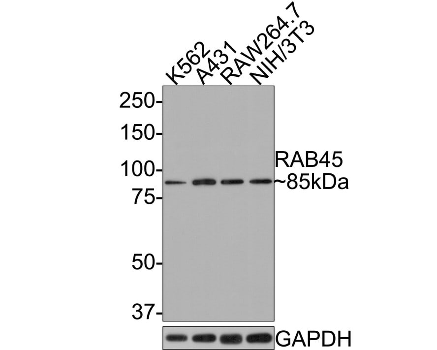 RASEF Antibody (JE65-33)