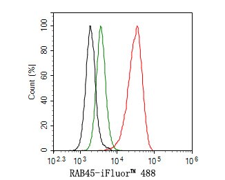 RASEF Antibody (JE65-33)