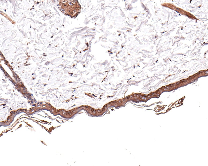 Rac1,2,3 Antibody