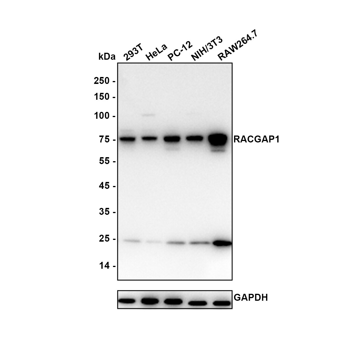 MgcRacGAP/RACGAP1 Antibody (JE41-19) Western Blot: MgcRacGAP/RACGAP1 Antibody (JE41-19) [NBP3-32889]