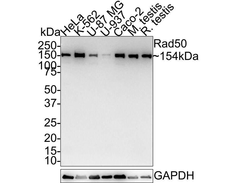 Rad50 Antibody (JE60-04)