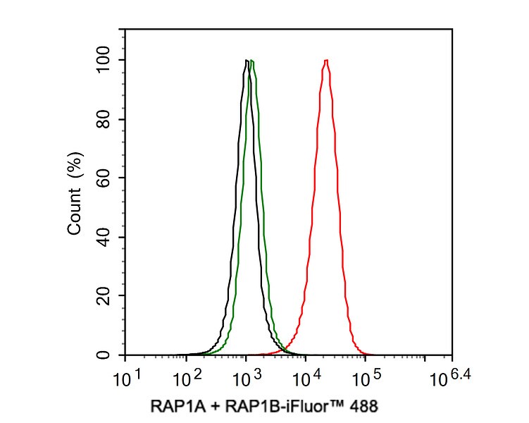 Rap1A/B Antibody (JE35-61)