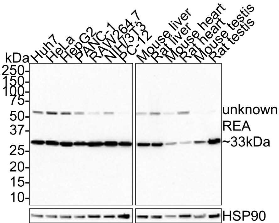 Prohibitin 2 Antibody (JE35-46) Western Blot: Prohibitin 2 Antibody (JE35-46) [NBP3-32900]