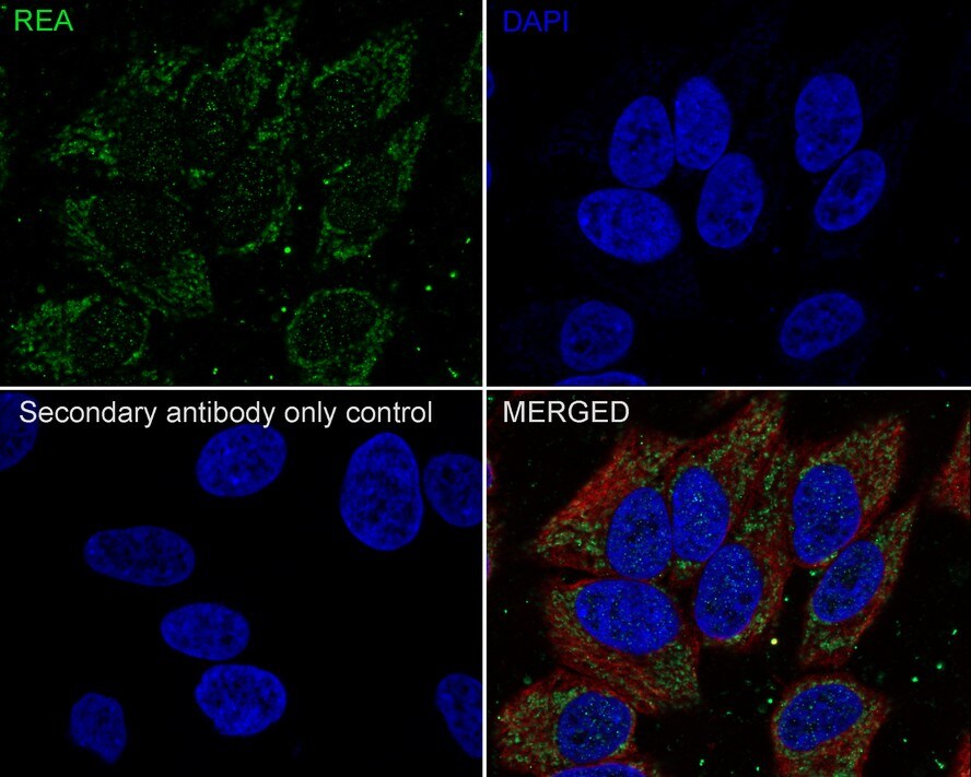 Prohibitin 2 Antibody (JE35-46)