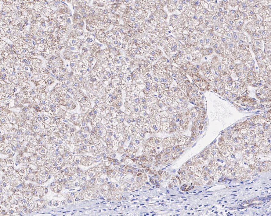 Prohibitin 2 Antibody (JE35-46)
