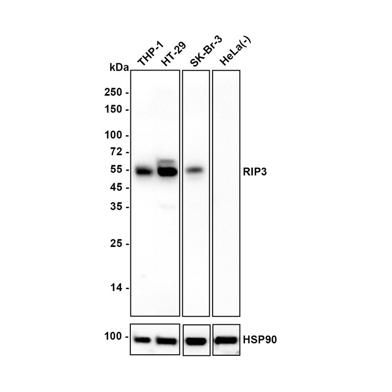 RIPK3/RIP3 Antibody (PSH04-78) Western Blot: RIPK3/RIP3 Antibody (PSH04-78) [NBP3-32905]
