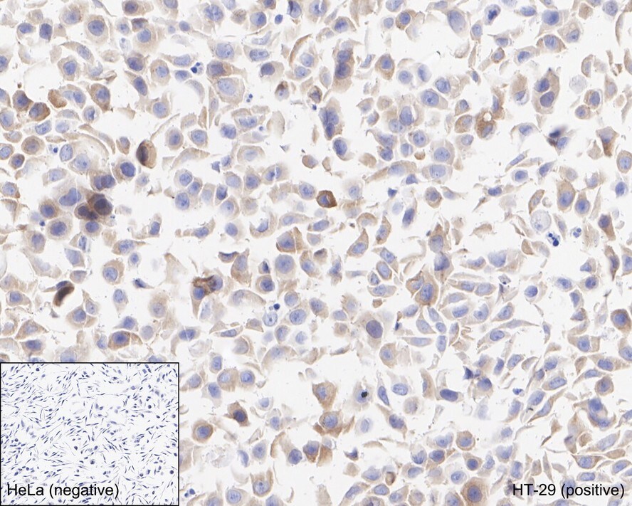RIPK3/RIP3 Antibody (PSH04-78)