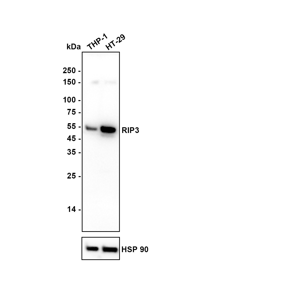 RIPK3/RIP3 Antibody (PSH04-79) Western Blot: RIPK3/RIP3 Antibody (PSH04-79) [NBP3-32906]