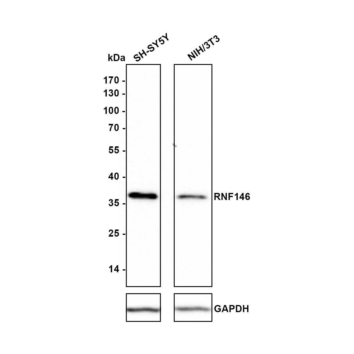 RNF146 Antibody (PSH0-29) Western Blot: RNF146 Antibody (PSH0-29) [NBP3-32911]