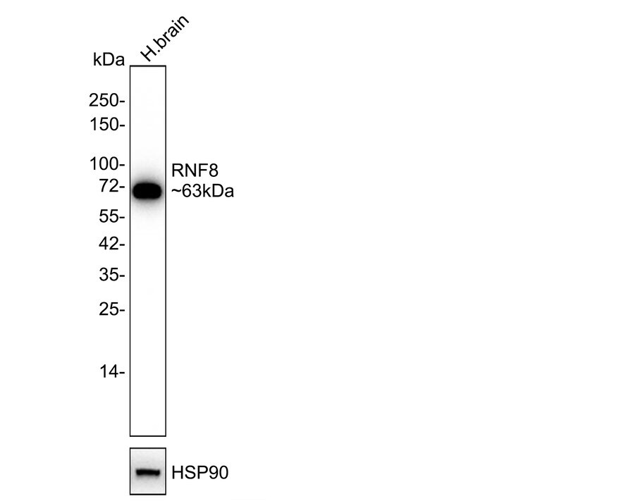RNF8 Antibody (JE56-43) Western Blot: RNF8 Antibody (JE56-43) [NBP3-32912]