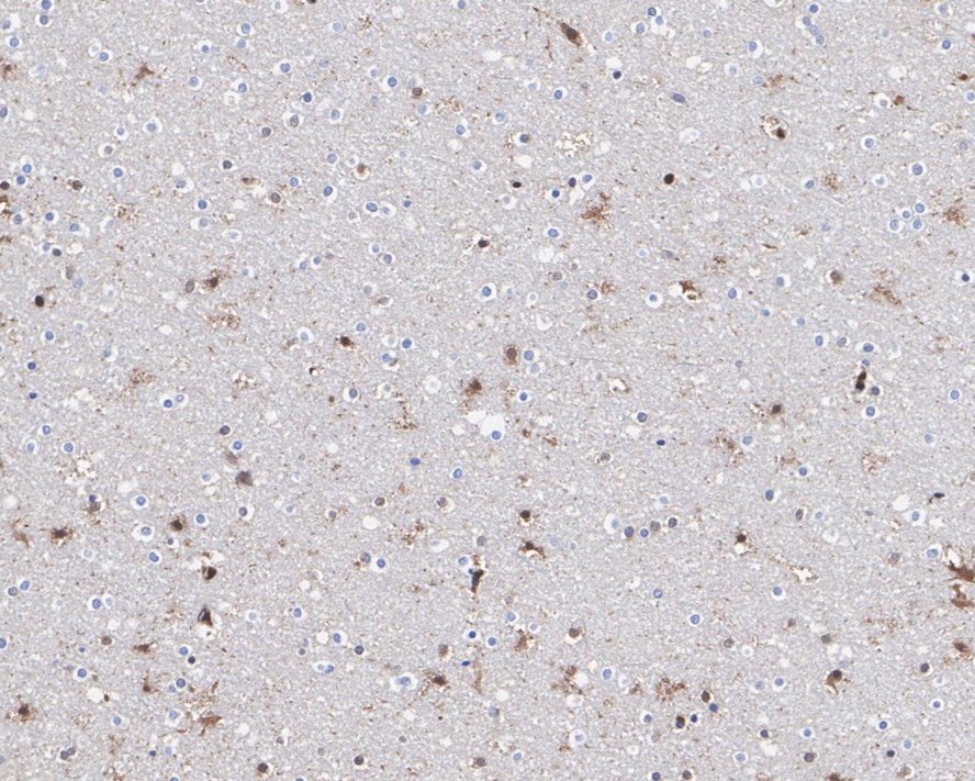 RNF8 Antibody (JE56-43)