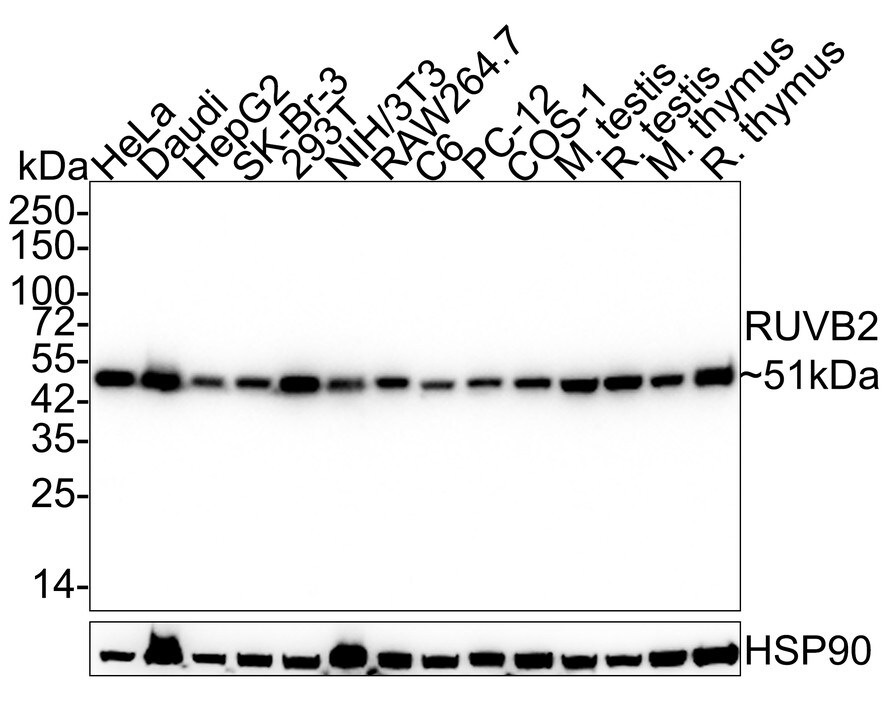 RUVBL2 Antibody (A1E12-R)