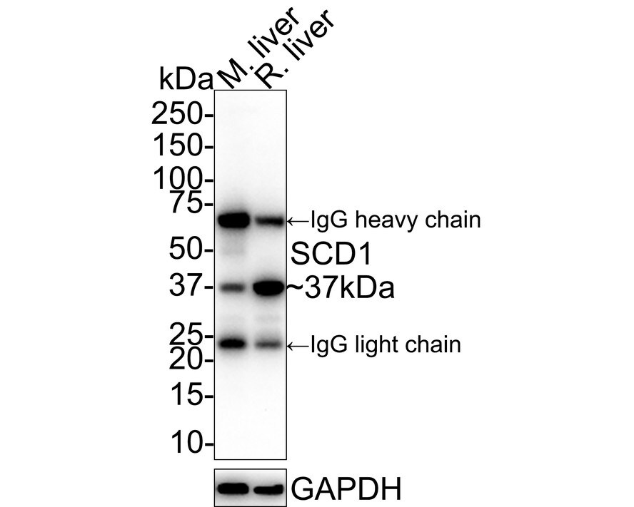 SCD-1 Antibody (A9A11-R) Western Blot: SCD-1 Antibody (A9A11-R) [NBP3-32932]