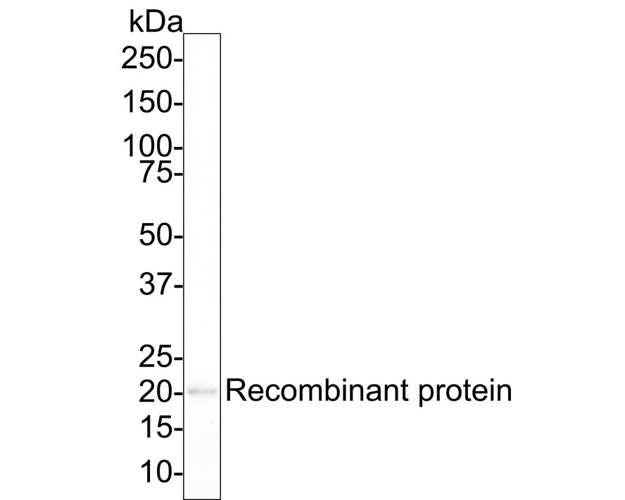 SCP3/SYCP3 Antibody (PSH02-24) Western Blot: SCP3/SYCP3 Antibody (PSH02-24) [NBP3-32934]