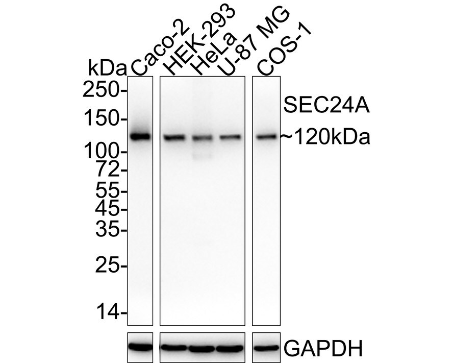 SEC24A Antibody (PSH04-36) Western Blot: SEC24A Antibody (PSH04-36) [NBP3-32936]