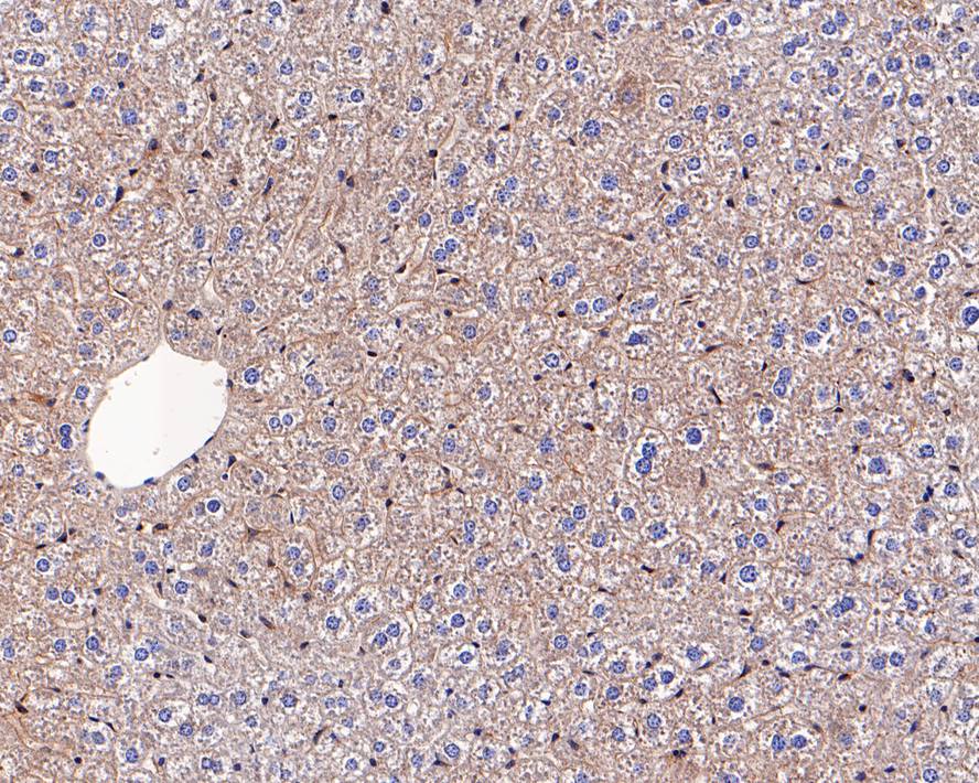 TMED9 Antibody (A9A7)