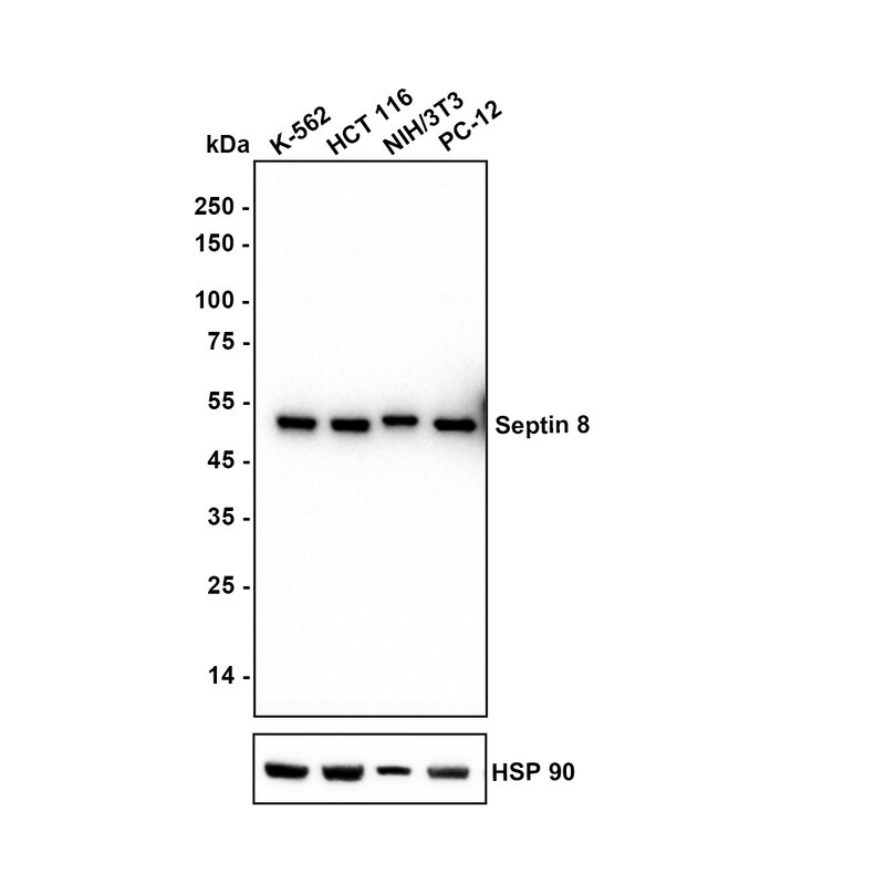 Septin-8 Antibody (JE64-99) Western Blot: Septin-8 Antibody (JE64-99) [NBP3-32942]