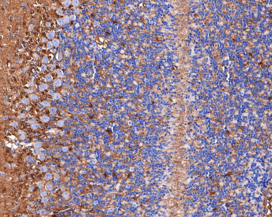 Septin-8 Antibody (JE64-99)