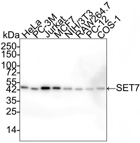 SETD7 Antibody (PSH02-90) Western Blot: SETD7 Antibody (PSH02-90) [NBP3-32945]