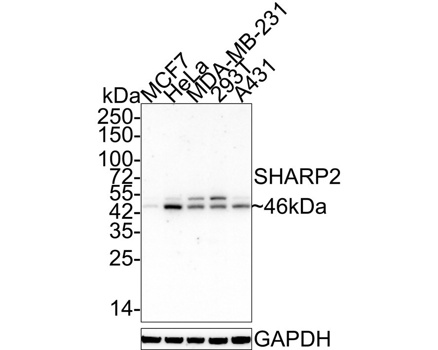 DEC1 Antibody (PSH01-90) Western Blot: DEC1 Antibody (PSH01-90) [NBP3-32946]