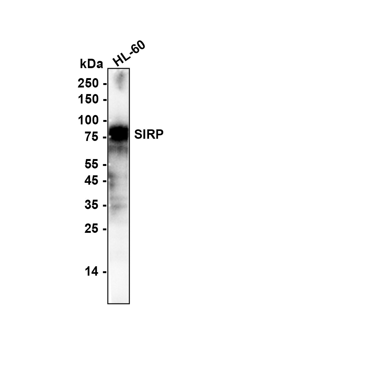 SIRP alpha/CD172a Antibody (JE36-20) Western Blot: SIRP alpha/CD172a Antibody (JE36-20) [NBP3-32950]
