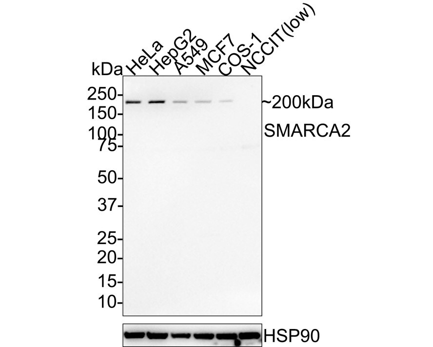 BRM Antibody (PSH01-15) Western Blot: BRM Antibody (PSH01-15) [NBP3-32957]