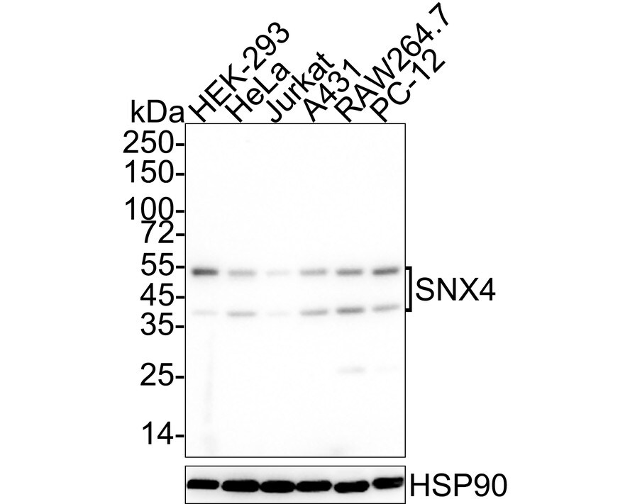 SNX4 Antibody (JE65-39) Western Blot: SNX4 Antibody (JE65-39) [NBP3-32964]