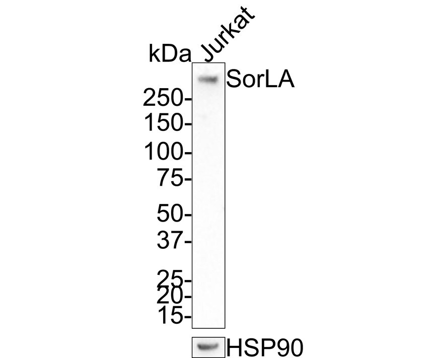 SorLA Antibody (JE35-52) Western Blot: SorLA Antibody (JE35-52) [NBP3-32967]