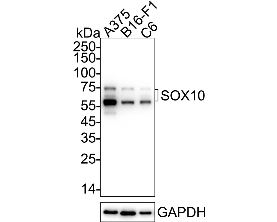 SOX10 Antibody (PDH0-05) Western Blot: SOX10 Antibody (PDH0-05) [NBP3-32969]