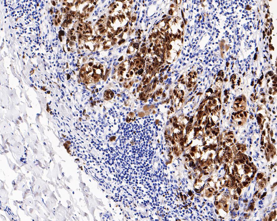 SOX10 Antibody (PDH0-05)