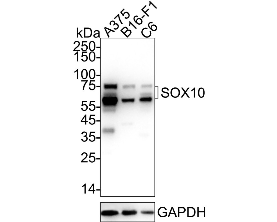 SOX10 Antibody (PDH0-03) Western Blot: SOX10 Antibody (PDH0-03) [NBP3-32970]