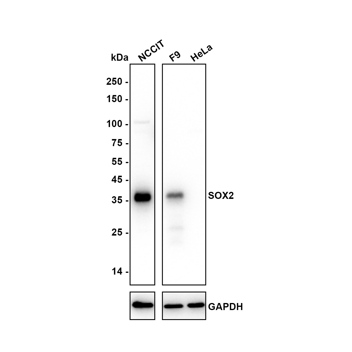 SOX2 Antibody (PO00-28) Western Blot: SOX2 Antibody (PO00-28) [NBP3-32972]