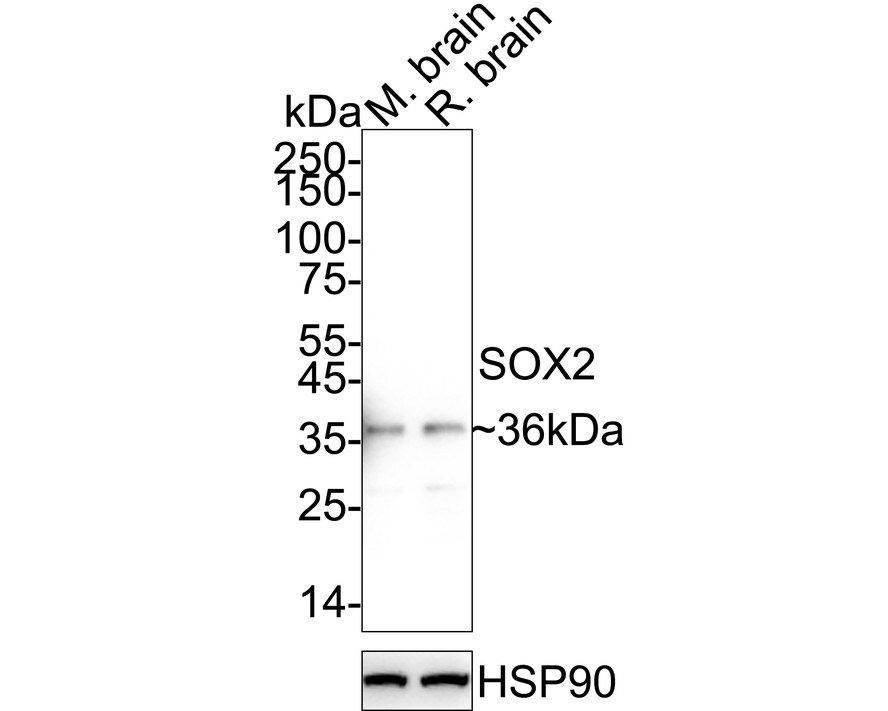 SOX2 Antibody (PO00-28) Western Blot: SOX2 Antibody (PO00-28) [NBP3-32972]