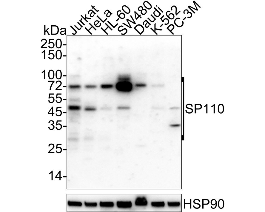 SP110 Antibody (PSH03-66) Western Blot: SP110 Antibody (PSH03-66) [NBP3-32973]